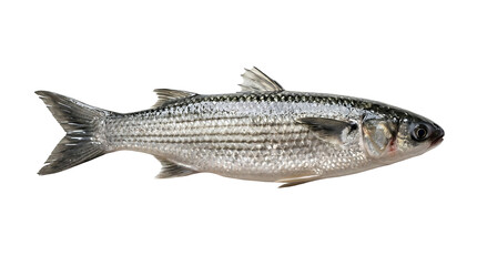 Naklejka premium A detailed studio photograph of a healthy, silver-scaled fish, possibly a mullet, isolated on a clean white background, showcasing its distinct fins and streamlined body shape