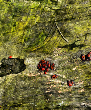 These insects are soldier bugs (Pyrrhocoris apterus), known for their striking red and black coloration. They often gather in large groups of tens to hundreds of individuals, especially on tree trunks