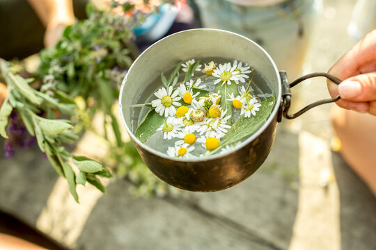 Fresh chamomile in pot with water for an infusion