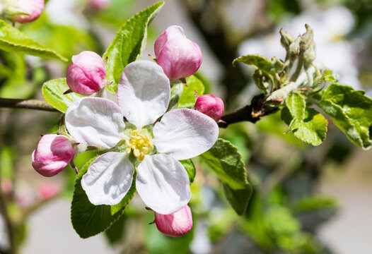 Close-up of white apple blossom and pink buds on a tree branch