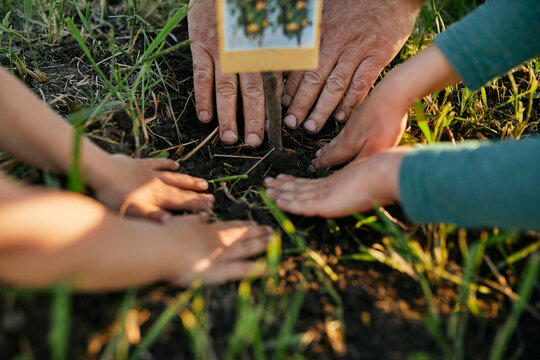Cropped hands of family planting together in garden