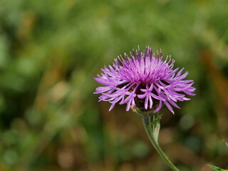 Centaurea jacea © Valtimel
