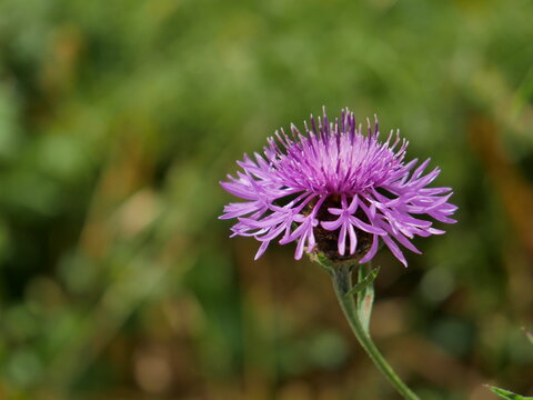 Centaurea jacea