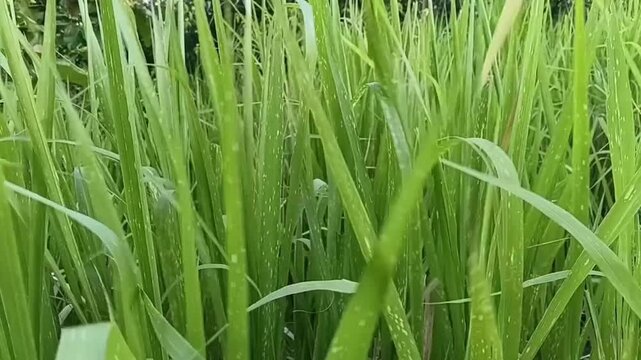 Beautiful Lush Green Illuk Grass Cogon Grass Swaying Gently In The Wind Under Natural Sunlight