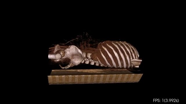 Veterinary CT Scan 3D Skeletal Reconstruction of Small Mammal Anatomy Isolated on Black Background