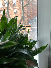 Green houseplant by a window with a view of red brick building and bare trees in winter © dvoevnore