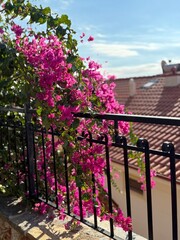 Bougainvillea blooms cascading over wrought iron fence with terracotta rooftops and blue sky © dvoevnore
