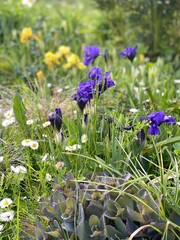Purple irises and white daisies in garden with green foliage, perfect for spring background © dvoevnore