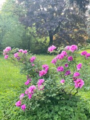 Pink peony bush with vibrant blooms in a lush green garden setting, ideal for background use © dvoevnore