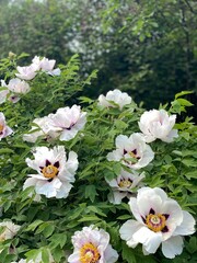 Peony flowers with lush green leaves in garden, suitable as floral background © dvoevnore
