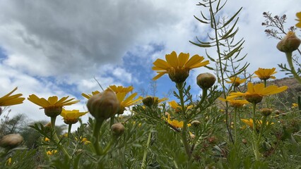 Yellow wildflowers blooming against a cloudy sky and lush green grass in natural setting © dvoevnore