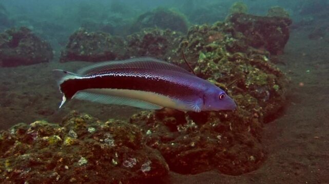 Blue blanquillo (Malacanthus latovittatus)