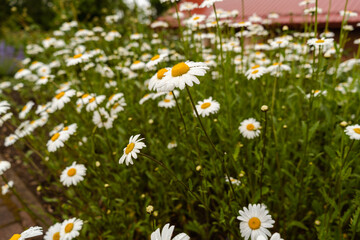 Fototapeta premium Blooming Daisy Wildflower Meadow in Summer Sunshine