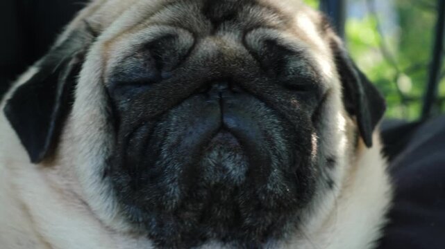 Funny pug face close-up, sleepy dog sitting with closed eyes outdoors. Cute domestic pet dozing in the fresh air on a sunny day.