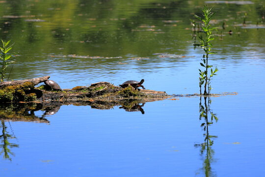Turtle sunning itself on a log.  Image is reflected in the blue water