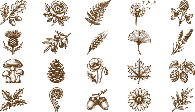 Nature botanical illustrations set hand drawn vintage floral elements
