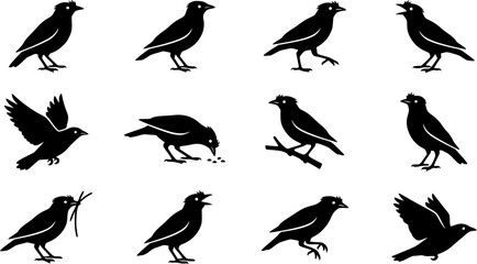 Obraz premium Myna bird Silhouette Icon Set – Minimal Wildlife Vector Bundle