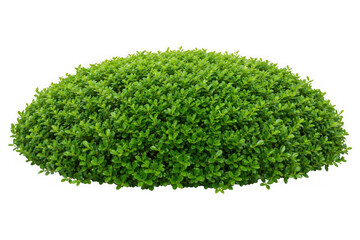 Fototapeta premium green bush isolated transparency background.