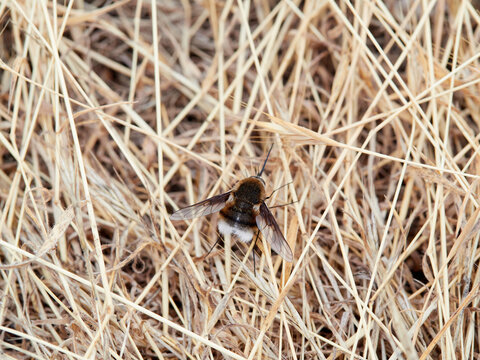 Bombylius cruciatus is a species of bee-fly characterized by a fuzzy body and a long, rigid proboscis.