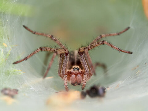 Labyrinth Spider (Agelena labyrinthica). It is a harmless, native Eurasian grass spider known for its elaborate funnel-shaped webs.