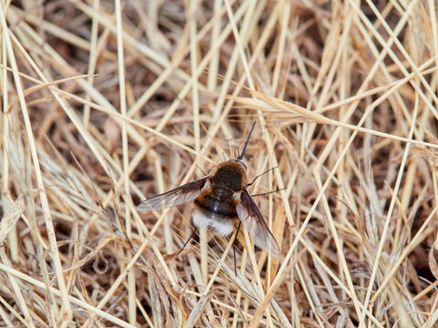 Bombylius cruciatus is a species of bee-fly characterized by a fuzzy body and a long, rigid proboscis.