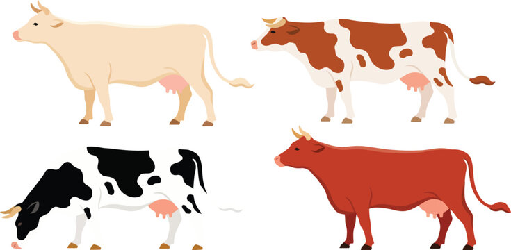 Dairy cow breeds vector illustration set with holstein jersey and guernsey cows isolated on white background