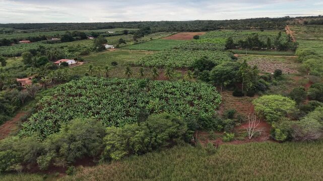 V&iacute;deo de drone mostrando o leito do Rio Utinga com &aacute;reas alagadas, cercado por vegeta&ccedil;&atilde;o de mata nativa preservada em contraste com uma vasta planta&ccedil;&atilde;o de banana, Chapada Diamantina, Bahia, Brasil.