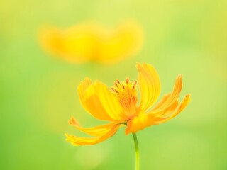 Fototapeta premium 眩しい光。黄色い花。秋の公園や花壇を彩るコスモス（キバナコスモス）。風景。自然風景素材。