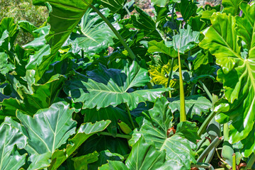 Close-up of lush green elephant ear plant leaves growing in a tropical garden under bright sunlight © Yuliko
