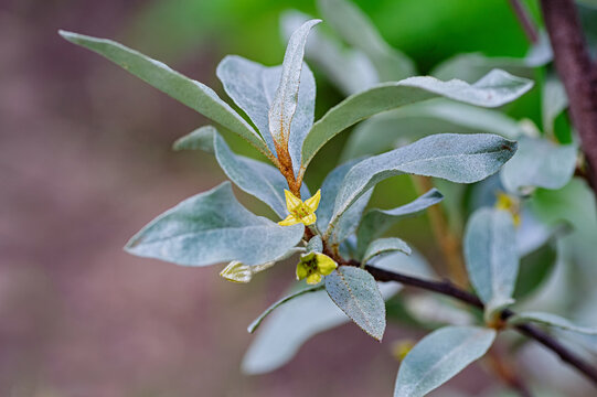 Elaeagnus commutata flower closeup macro of silver berry spring bloom