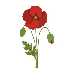 Obraz premium Red poppy flower vector illustration. Blooming poppy with buds isolated on white background.