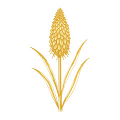 Obraz premium PNG Golden floral silhouette art