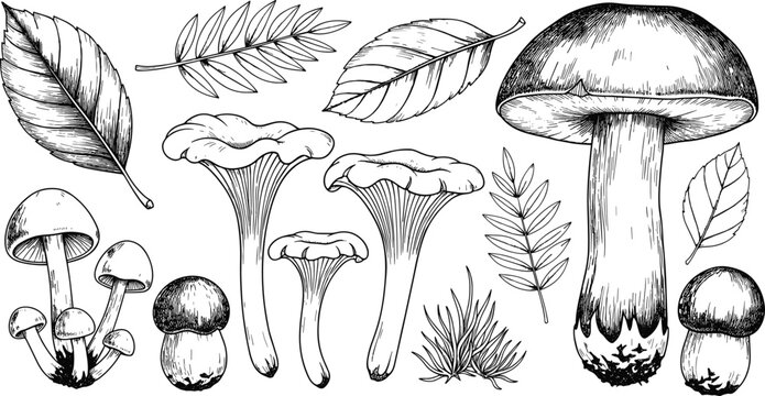 Black and white detailed botanical of various plants and seeds botanical plant leaf root desi