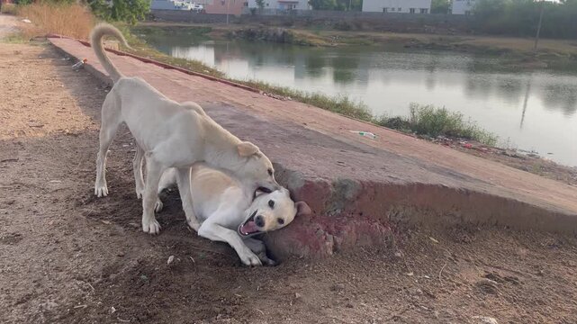 Two white stray dogs playing and wrestling on a dusty urban ground with behavior