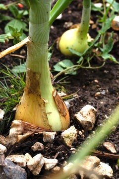 Close up of home grown onion plants before being harvested from the earth