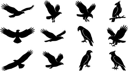 Obraz premium Hawk eagle silhouette icon set, flat black glyph style, pure white background