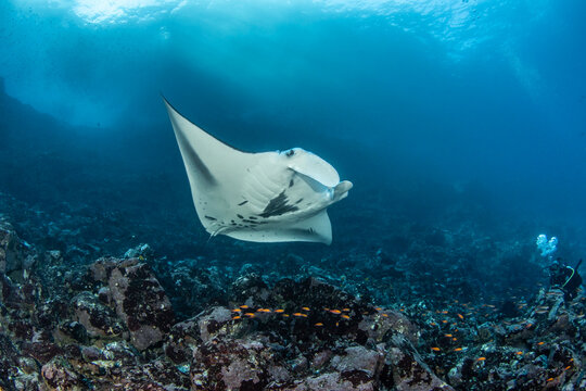 Raie manta au dessus d'un r&eacute;cif rocheux offrant un spectacle paisible et fascinant des profondeurs marines