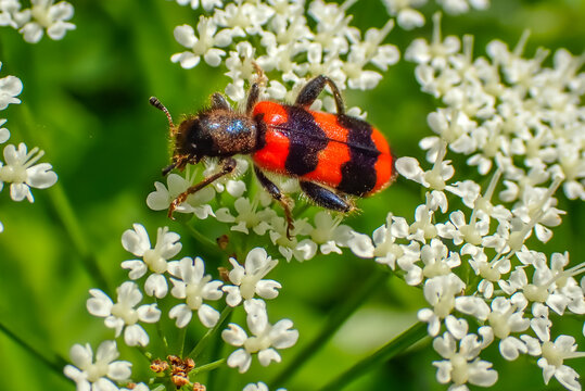 Macro close-up of a red and black checkered beetle (Trichodes apiarius) feeding on white wildflowers. Colorful predatory insect in its natural habitat with soft green background
