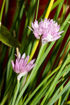 Close up of chive herb purple flowers