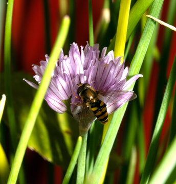 Close up of chive herb purple flowers