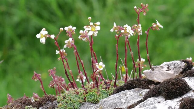 Saxifrage plants (Saxifraga paniculata), on the rocks of  Wild rock garden on the Alps