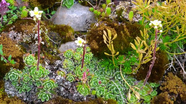 Wild rock garden, saxifrage plants, sedum, Sempervivum, moss, and various succulents grow on the rocks of the Alps