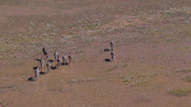 Aerial drone view of running zebra herd in the Namibian savanna