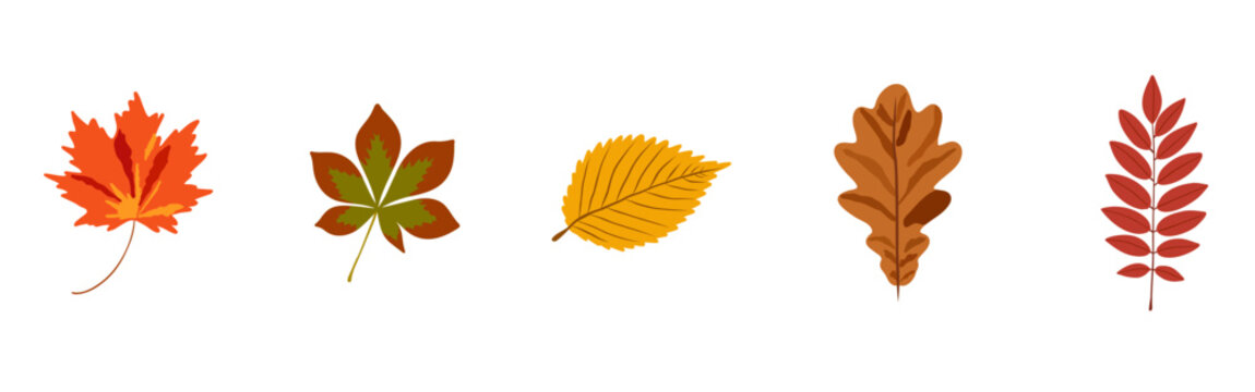 Autumn Leaves Hand Drawn Set Collection Isolated on White Background