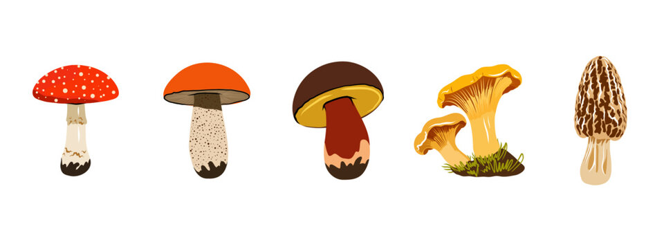 Autumn Forest Mushrooms Hand Drawn Set Isolated on White Background