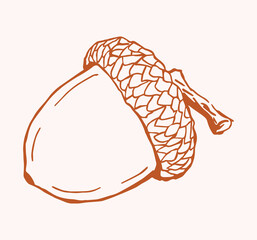 hand drawn acorn illustration, clean nk line art, stylized sketch design. Ideal for autumn, nature, fall themes. © Meryama