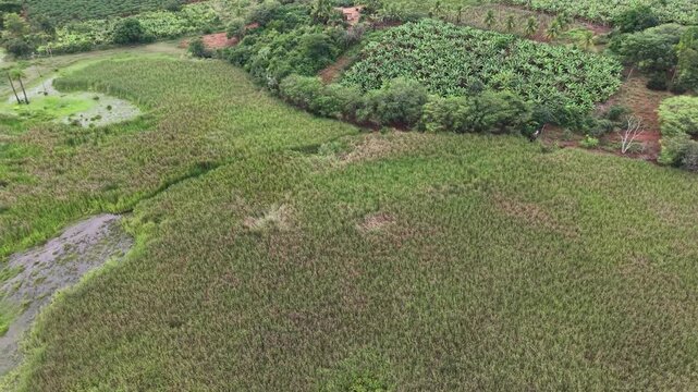 V&iacute;deo de drone mostrando o leito do Rio Utinga com &aacute;reas alagadas, cercado por vegeta&ccedil;&atilde;o de mata nativa preservada em contraste com uma vasta planta&ccedil;&atilde;o de banana, Chapada Diamantina, Bahia, Brasil.