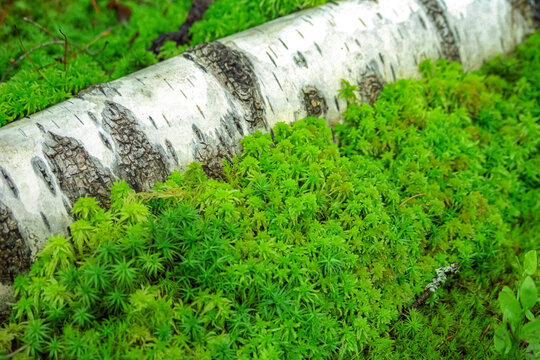 Close-up of a fallen birch log surrounded by lush sphagnum moss in a forest. Peat-forming bryophytes play a key role in biodiversity and long-term carbon storage