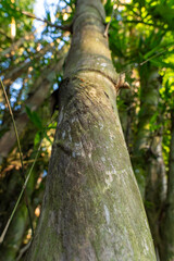 Obraz premium Low angle vertical view looking up a thick giant bamboo trunk in a forest.