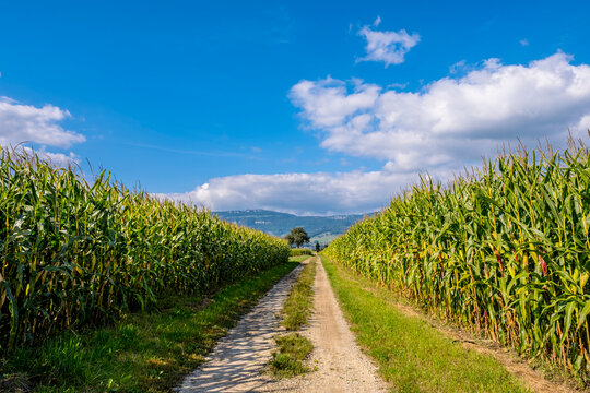 Sunlit Country Path Through Cornfields in Subingen, Solothurn, Switzerland